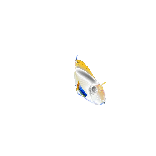 TangFish_03