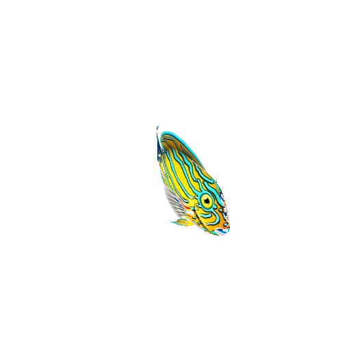 TangFish_13