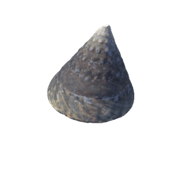 Seashell10