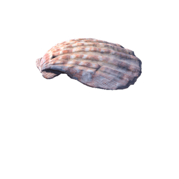 Seashell15