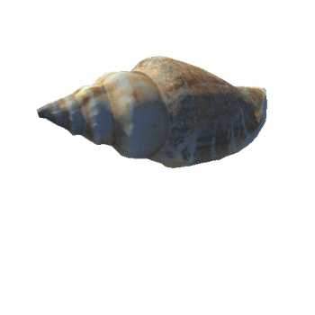 Seashell16