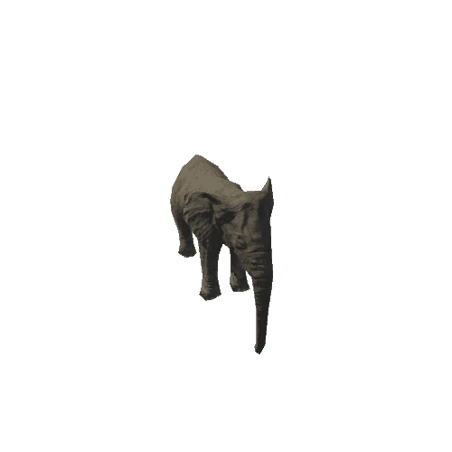 elephant_female_fv_rm_SLP