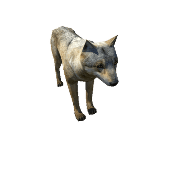 Wolf_male_LowPoly_C1