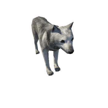 Wolf_male_LowPoly_C2