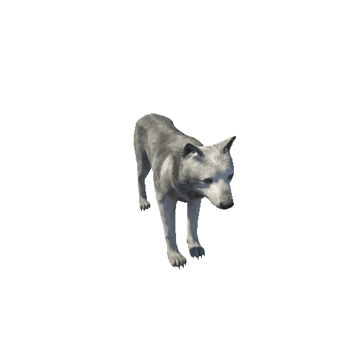 Wolf_male_short_IP