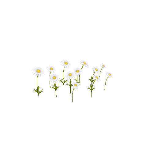 daisies_03