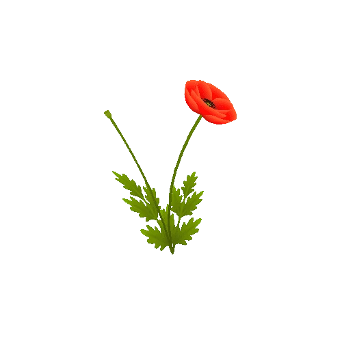 poppies_01