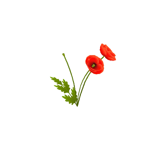 poppies_02