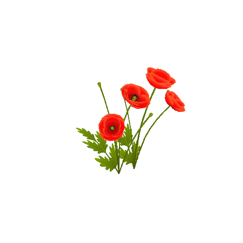 poppies_04