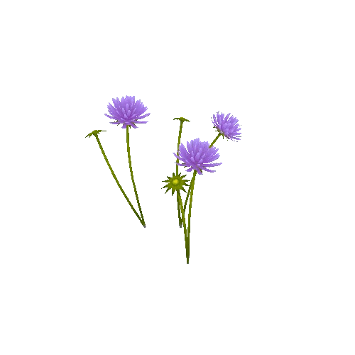 scabious_02