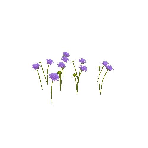 scabious_03