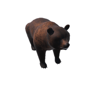 BearColor1