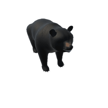 BearColor2