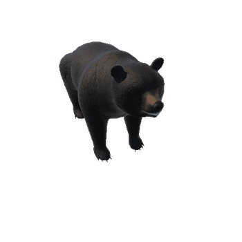 BearColor3