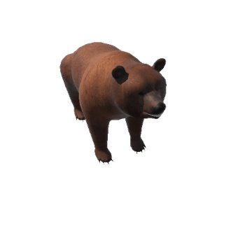 BearColor4