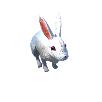 RabbitColor3