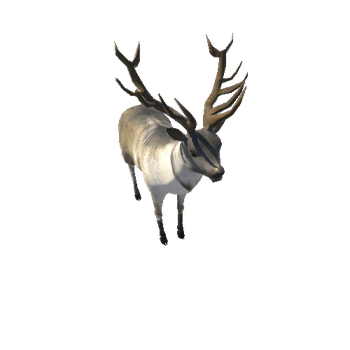 deerColor4