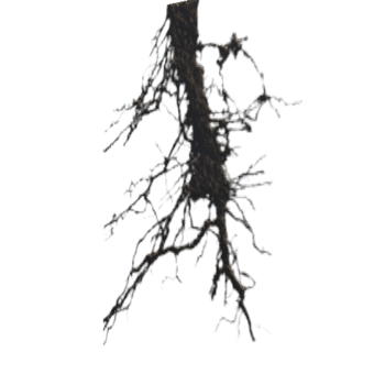 Root_7_Dec