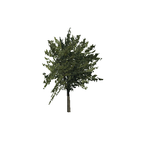 Background_tree