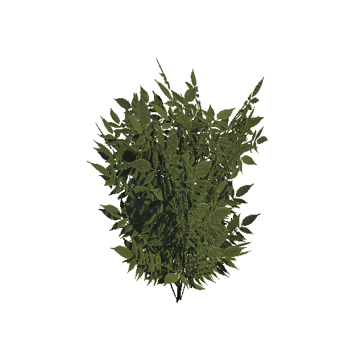 Plant_bush_B