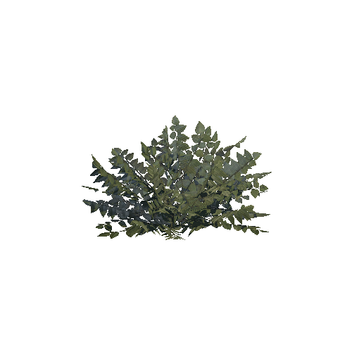 Plant_bush_C