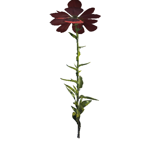 Plant_flower_red_B
