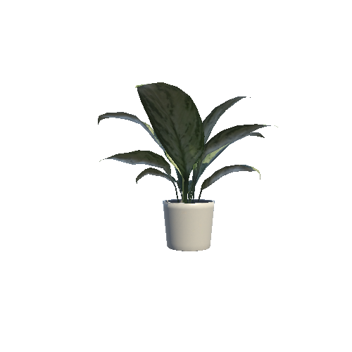 Plant_interior_aglaonema
