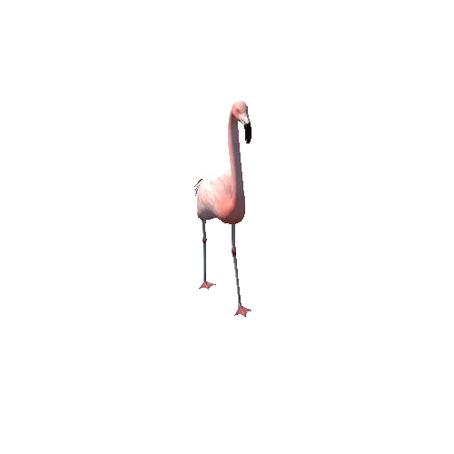 Flamingo