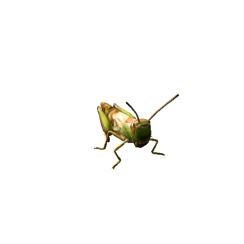 Grasshopper