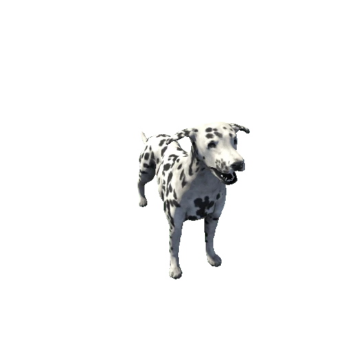 Dalmatian_FV_RM_HP_Black