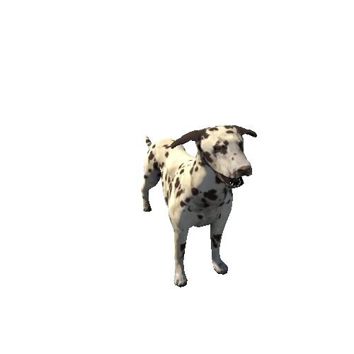 Dalmatian_FV_RM_LP_Brovn