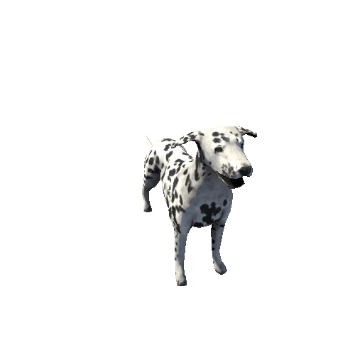 Dalmatian_FV_RM_SLP_Black