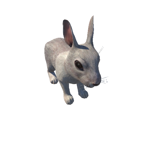 Bunny_HighPoly_c2