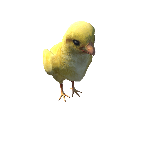 Chick_IP