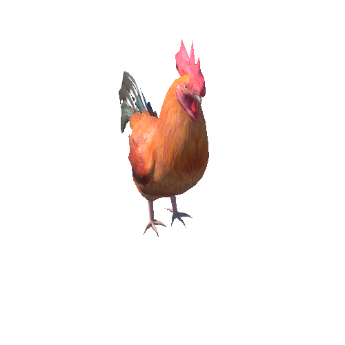 Cock_HIghPoly_c1