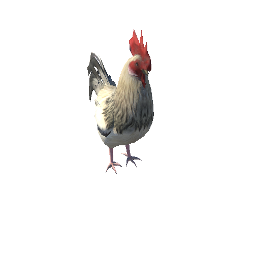 Cock_HIghPoly_c3