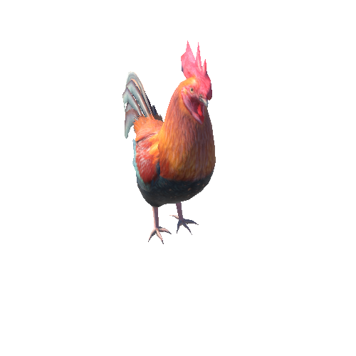 Cock_IP_c2