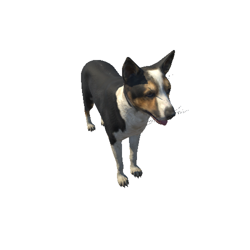 Dog_Collie_IP