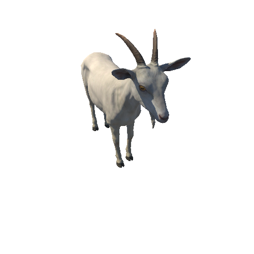 Goat_female_HighPoly