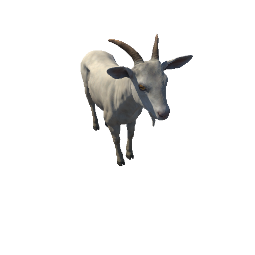 Goat_male_HighPoly