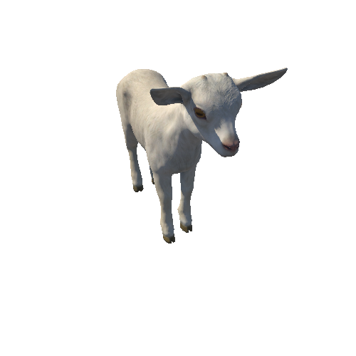 Goatling_IP