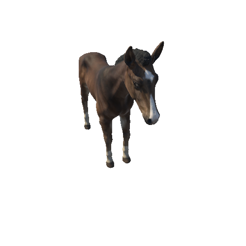 Horse_foal_HighPoly