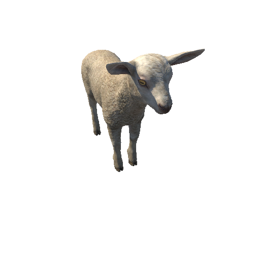 Lamb_HighPoly