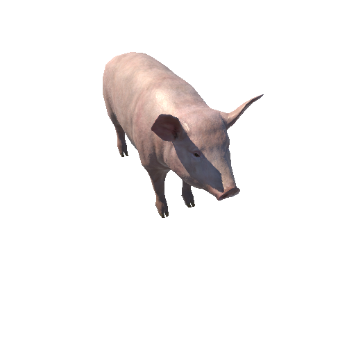 Pig_Female_LowPoly_c3