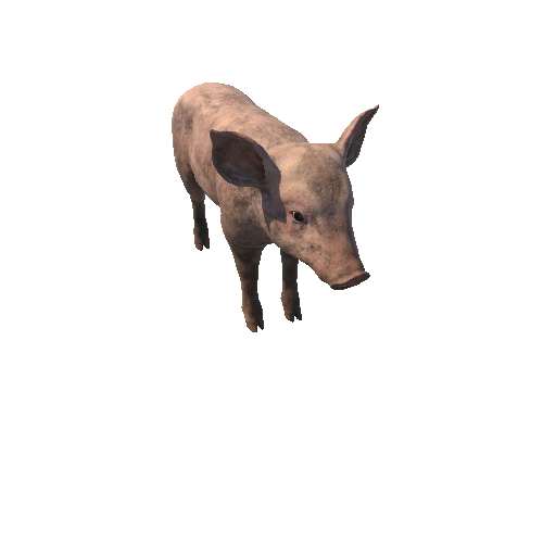 Piggy_IP_с4