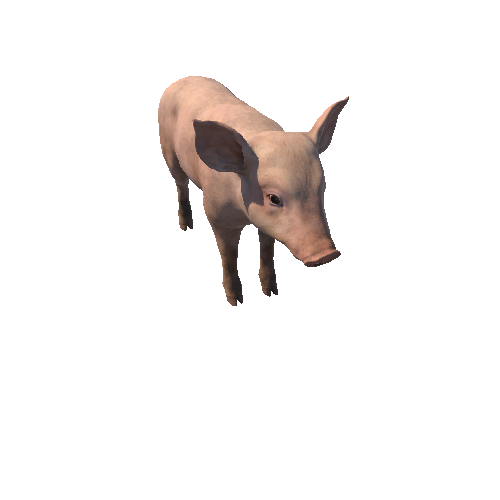 Piggy_RM_с3