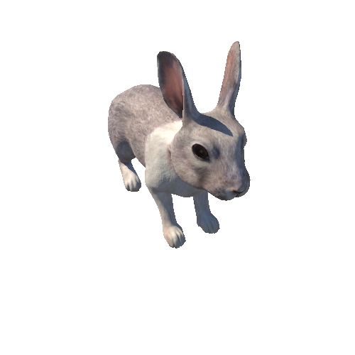 Rabbit_HighPoly_c1