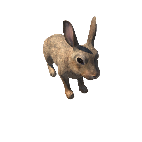 Rabbit_IP_c2