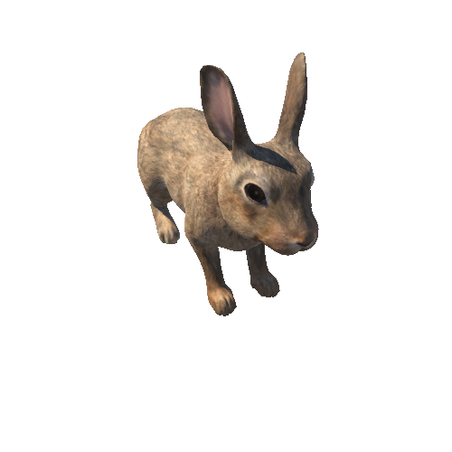 Rabbit_RM_c2