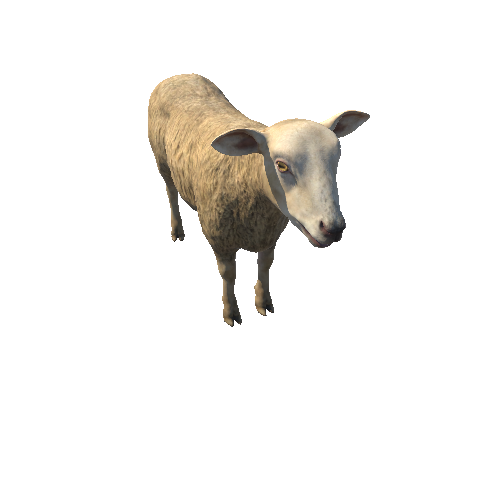 Sheep_HighPoly